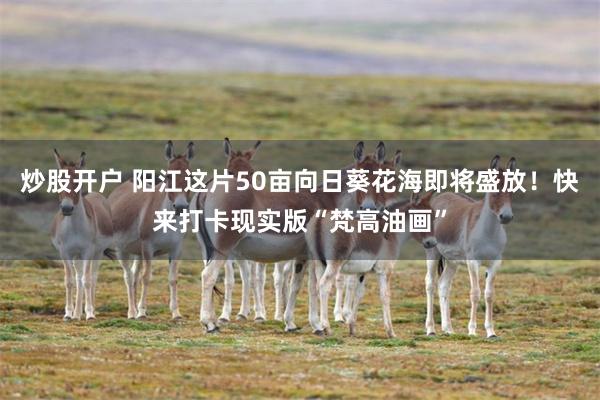 炒股开户 阳江这片50亩向日葵花海即将盛放！快来打卡现实版“梵高油画”